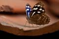215 Fleck-Schillerfalter - Myscelia cyaniris